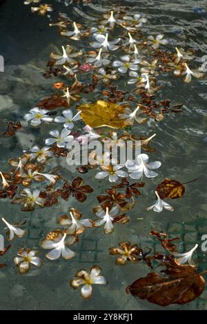 Frangipani Blüten im Wasser Stockfoto