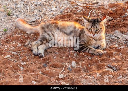 Die Katze liegt auf dem Boden Stockfoto