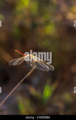 Libelle sitzt auf einem Ast Stockfoto