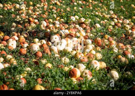 Äpfel fielen vom Baum. Reif und verrotten. Gartenabfälle. Stockfoto