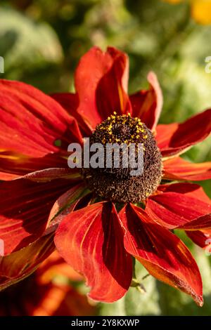 Natürliches Nahaufnahme blühendes Pflanzenporträt von Rudbeckia Summerina Yellow, Summerina Series. Aufmerksamkeit erregend, schön, blühend, rot, kühl, Stockfoto