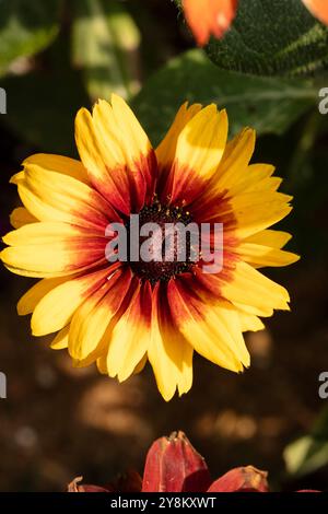Natürliches Nahaufnahme blühendes Pflanzenporträt von Rudbeckia Summerina Yellow, Summerina Series. Aufmerksamkeit erregend, schön, blühend, rot, kühl, Stockfoto
