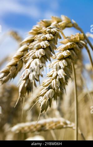 Weizen, Feld, Landwirtschaft, Himmel, Pflanze, Getreide, Natur, Ernte, Gras, Sommer, Mais, gelb, blau, Lebensmittel, Bauernhof, reh, Samen, Gold, reif, Brot, ländlich Stockfoto