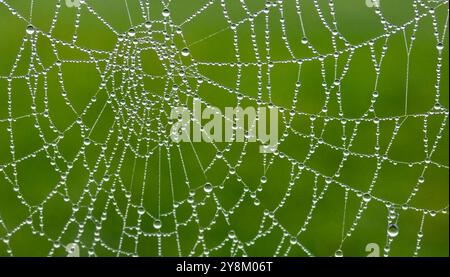 Frisches Spinnennetz mit vielen Tautropfen Stockfoto
