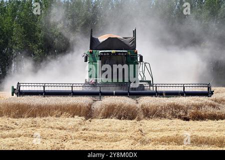 Ohrady, Dunajská Streda, Slovakia - July 9 2024: Green combine harvester cutting wheat in summer with dust smog and trees in the background Stockfoto