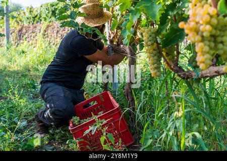 Weinbergarbeiter bei der Ernte von weißen Trauben von Hand. Rote Kiste mit frisch geernteten Trauben. Die Szene zeigt manuelle Wehen in der Weinbereitung und im Son Stockfoto