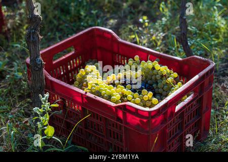 Frisch geerntete grüne und violette Trauben in einer roten Kunststoffkiste während der Weinbergslese. Der Hintergrund des natürlichen Weinbergs zeigt den Weinherstellungsprozess Stockfoto