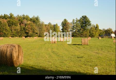 Ein geerntetes Feld, auf dem die Landwirte in den kommenden Wintermonaten Tonnen Heu zum Lagern oder Verkauf gepresst haben. Stockfoto