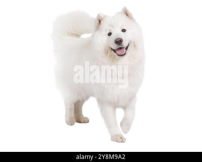 Studio-Aufnahme eines wunderschönen Samoiden-Hundes auf weißem Hintergrund Stockfoto