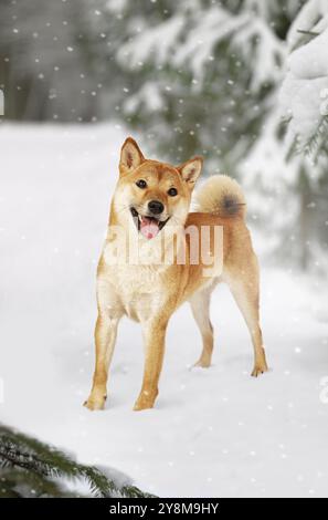 Japanischer Shiba Inu Hund im Winterwald Stockfoto