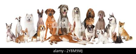 Gruppe von reinrassigen Hunden, die nebeneinander sitzen und liegen und isoliert auf weißem Hintergrund aufschauen Stockfoto