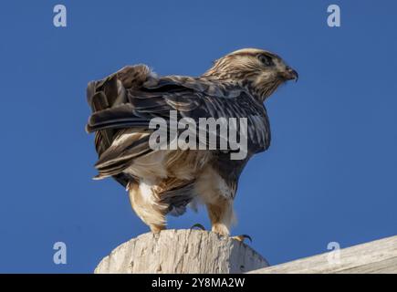 Rough Legged Hawk im Winter Saskatchewan Kanada Stockfoto