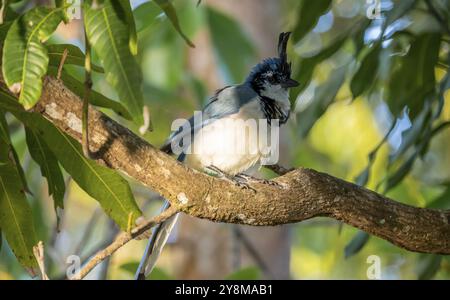 Weißkehlchen-Jay (Cyanocorax formosus) auf Zweig, Costa Rica, Mittelamerika Stockfoto