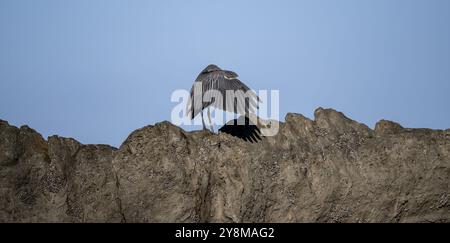 Lustig, Vogel bedeckt sich mit Flügeln, Gelb gekrönter Nachtreiher (Nyctanassa violacea, Syn.: Nycticorax violaceus) sitzt auf Stein, Costa Rica, Zentrum Stockfoto