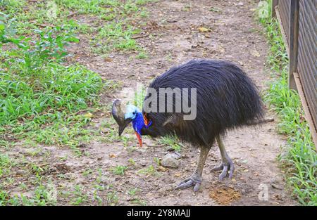 Southern Cassowary, ein flugunfähiger Vogel, der in Süd-Neuguinea und Nord-Australien beheimatet ist Stockfoto