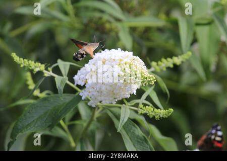 Taubenschwanz (Macroglossum stellatarum), September, Sachsen, Deutschland, Europa Stockfoto