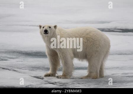 Eisbär (Ursus maritimus), stehend, neugierig, Packeis, Eisschollen, Svalbard, Norwegen, Europa Stockfoto