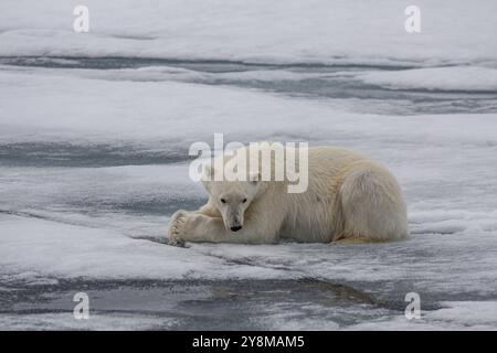 Eisbär (Ursus maritimus), liegend, friedlich, Packeis, Eisschollen, Spitzbergen Stockfoto