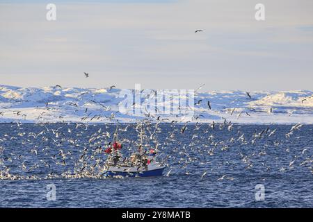 Fischerboot, Angeln, Angeln, Möwen, Meer, Wind, Berge, Sonne, Halbinsel Varanger, Norwegen, Europa Stockfoto