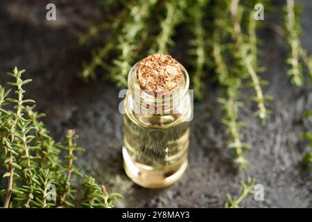 Eine transparente Flasche ätherisches Aromatherapie-Öl mit frischer Thymianpflanze Stockfoto
