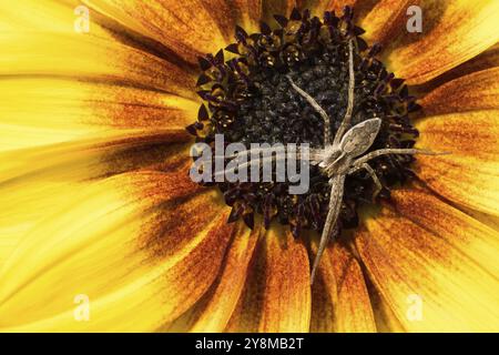 Nahaufnahme einer Listenspinne (Pisaura mirabilis), die in der Mitte einer großen gelben Sonnenblume krabbelt, Hessen, Deutschland, Europa Stockfoto