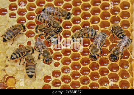 Westliche Honigbiene (APIs mellifera) Fruchtblüte, Honigwaben, markierte Bienenkönigin, Bienenstock, Blütenblätter, Honigbiene, Imker, Bio-Honig, Bienenhonig, Honig Stockfoto