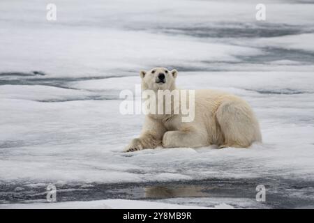 Eisbär (Ursus maritimus), liegend, neugierig, Packeis, Eisschollen, Svalbard, Norwegen, Europa Stockfoto