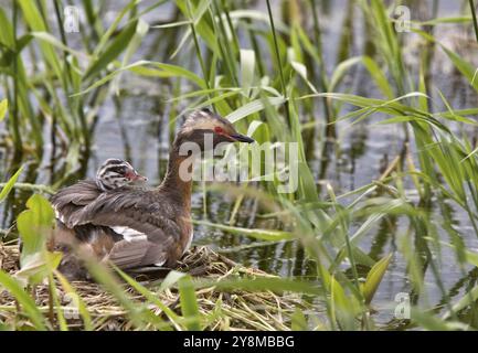 Gehörnte Grebe und Babys in Saskatchewan, Kanada Stockfoto