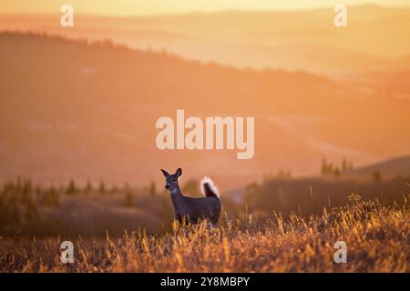 Cypress Hills Sonnenuntergang Elkwater Alberta Horeshoe Canyon Stockfoto