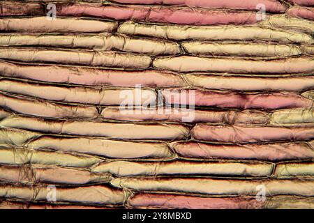 Zwiebel Zellen unter dem Mikroskop Stockfoto