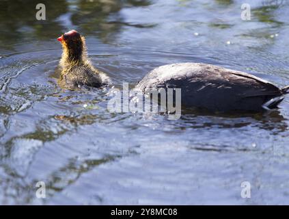 Baby Coot Waterhen in Saskatchewan Kanada Teich Stockfoto