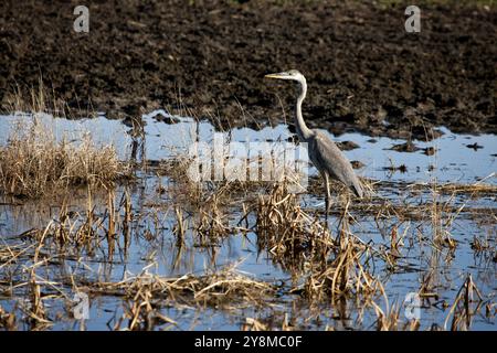 Blue Heron Saskatchewan Grasland Sumpf Kanada landschaftliche Stockfoto