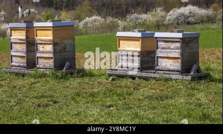 Bienenzucht, Bienen, die zu einem Holzbart fliegen Stockfoto