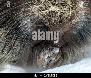 Porcupine Saskatchewan Canada in der Winterprärie-Szene Stockfoto