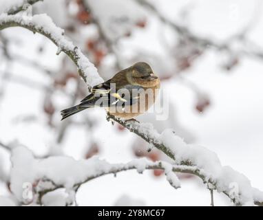 Nahaufnahme eines männlichen Buchbeins, der auf einem schneebedeckten Baum sitzt Stockfoto