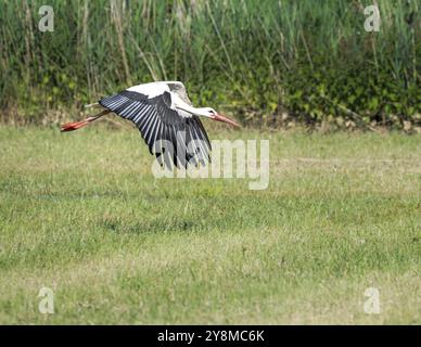 Weißstorch (Ciconia ciconia), der über einer Wiese fliegt Stockfoto