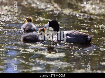 Baby Coot Waterhen in Saskatchewan Kanada Teich Stockfoto