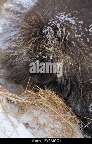 Porcupine Saskatchewan Canada in der Winterprärie-Szene Stockfoto