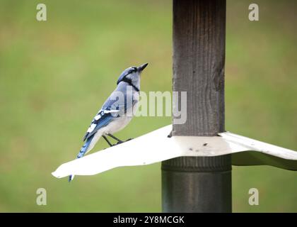 Blue Jay am Anleger in Ontario Kanada Stockfoto