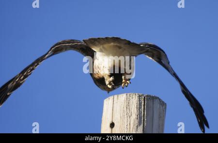 Rough Legged Hawk im Winter Saskatchewan Kanada Stockfoto