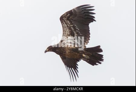 Golden Eagle Canada Prairie Migration im Flug Stockfoto