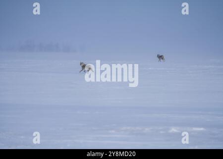 Prairie Coyote Canada Wildtier in Saskatchewan Winter Stockfoto