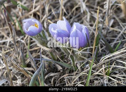 Nahaufnahme von Crocus Purple in Saskatchewan, Kanada Stockfoto