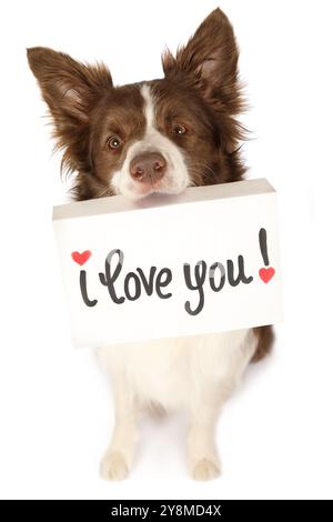 Der hübsche Collie Border Dog sitzt auf einem weißen Hintergrund und blickt treu in die Kamera in ihrer Zahnkarte mit der Aufschrift „I love you“, isoliert Stockfoto