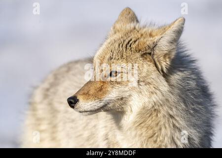 Prairie Coyote Canada Wildtier im ländlichen Saskatchewan Stockfoto