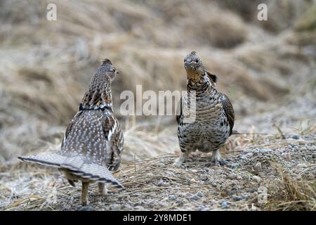 Ruffed Grouse Saskatchewan in Lek Paarung Tanz Ritual Stockfoto