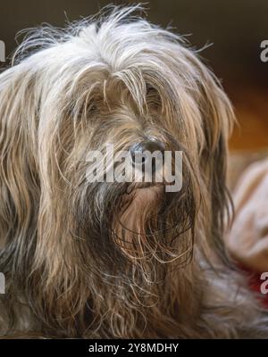 Porträt eines männlichen tibetischen Terrier Hundes Stockfoto