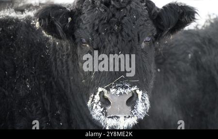 Rinder in eisigen Blizzard canditions Saskatchewan Kanada Stockfoto