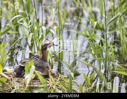 Gehörnte Grebe und Babys in Saskatchewan, Kanada Stockfoto