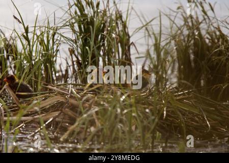 Amerikanisches Blässhuhn mit Baby im Nest waterhen Stockfoto